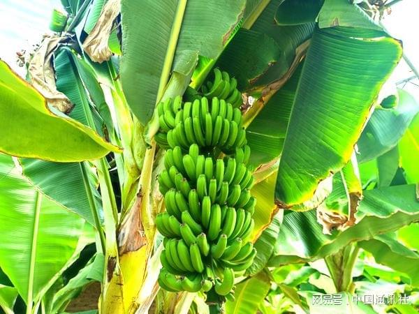 青海省尖扎县“南果北种”种植取得好成效